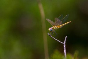 Libellule sympetrum a découvrir avec les écologistes de l'Euzière