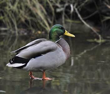 canard choisir plume ou synthétique