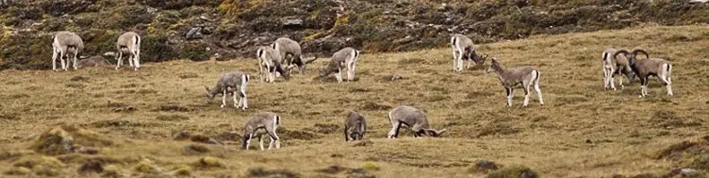 Les mouflons du Bhoutan 