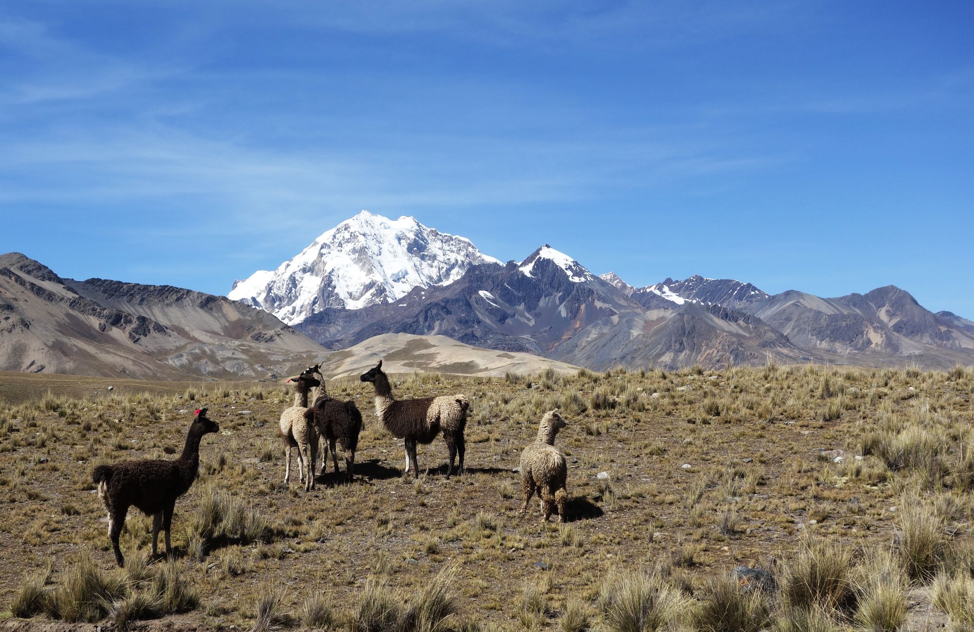 Des lamas devant le Huayna Potosi dans la Cordillère Royale en Bolivie