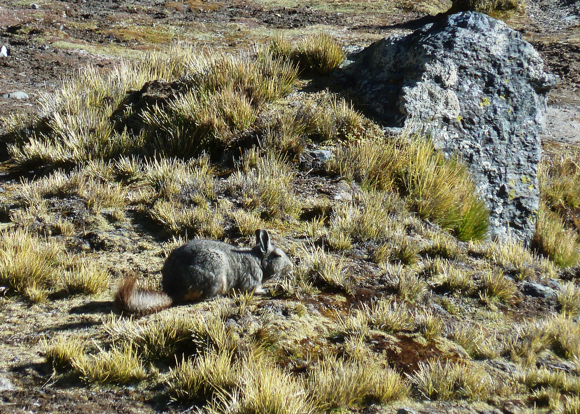 Viscachas lors du séjour alpinisme dans la Cordillère Royale en Bolivie