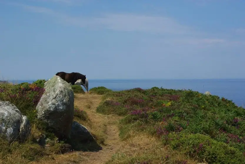 Paysage de la côte Bretonne sur le sentier des douaniers