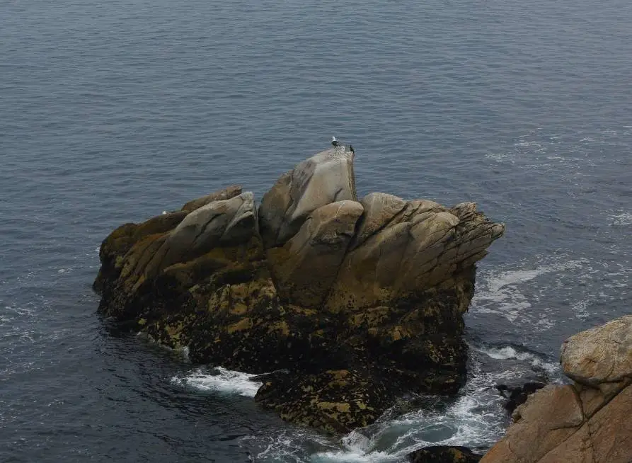 Un goéland et un cormoran côte à côte sur un rocher : les oiseaux ne sont pas racistes.