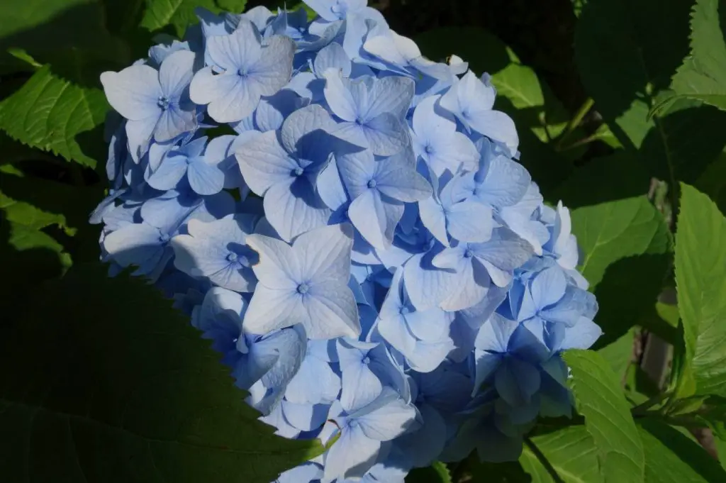 Le bleu des hortensias bretons semble faire écho aux nuances intenses de la mer