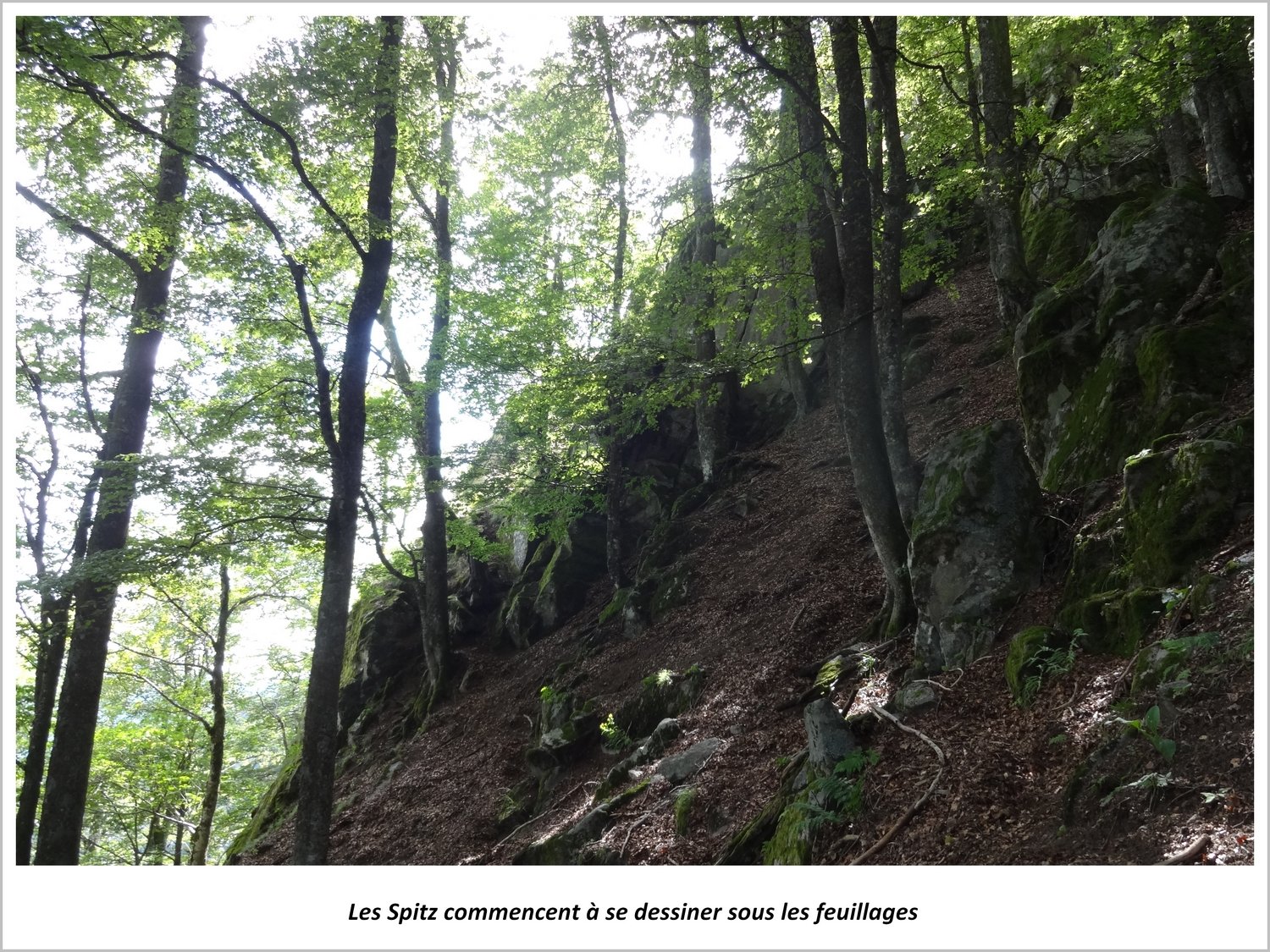 Vue sur les Spitzkoepfe sous les feuillages dans les Vosges