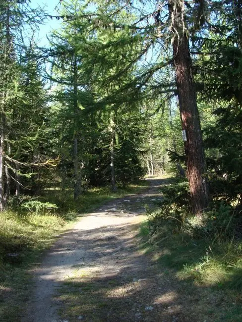 Départ dans la foret de Purtud pros de Courmayeur en Suisse Départ dans la foret de Purtud pros de Courmayeur en Suisse