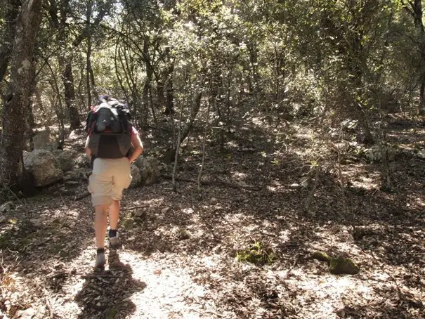 Forêt au dessus de Luc (jour8)