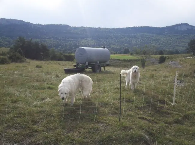 Les « PATOUS » - Chiens protecteurs de Troupeau lors de la Grande traversée des Alpes en VTT