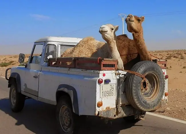 Sur la route du retour se sont les chameaux qui ont la meilleur place