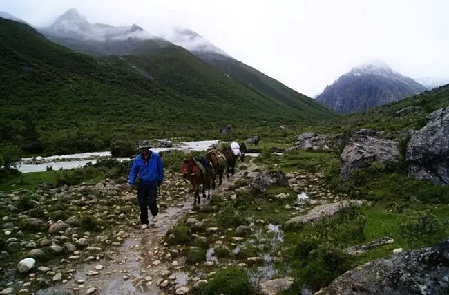 Une caravane de mules au Mont Gongga en Chine