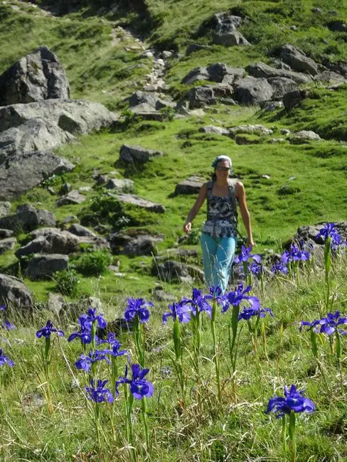 Plein de belles plantes au Pic du Midi d'Ossau dans les Pyrénées orientales