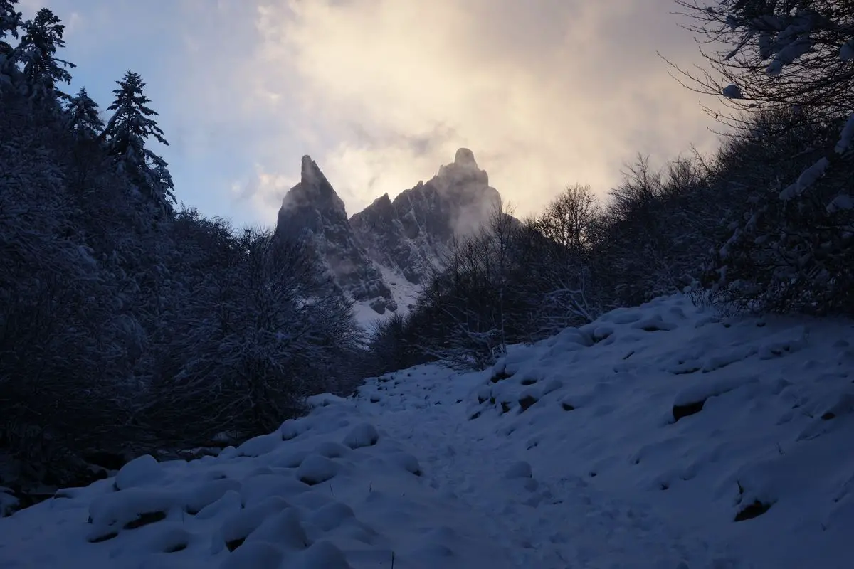 Les aiguilles se dévoilent peu à peu