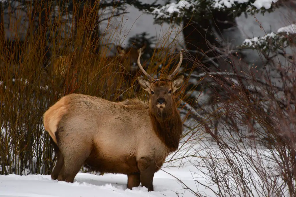 Cerf dans le parc Yellowstone 