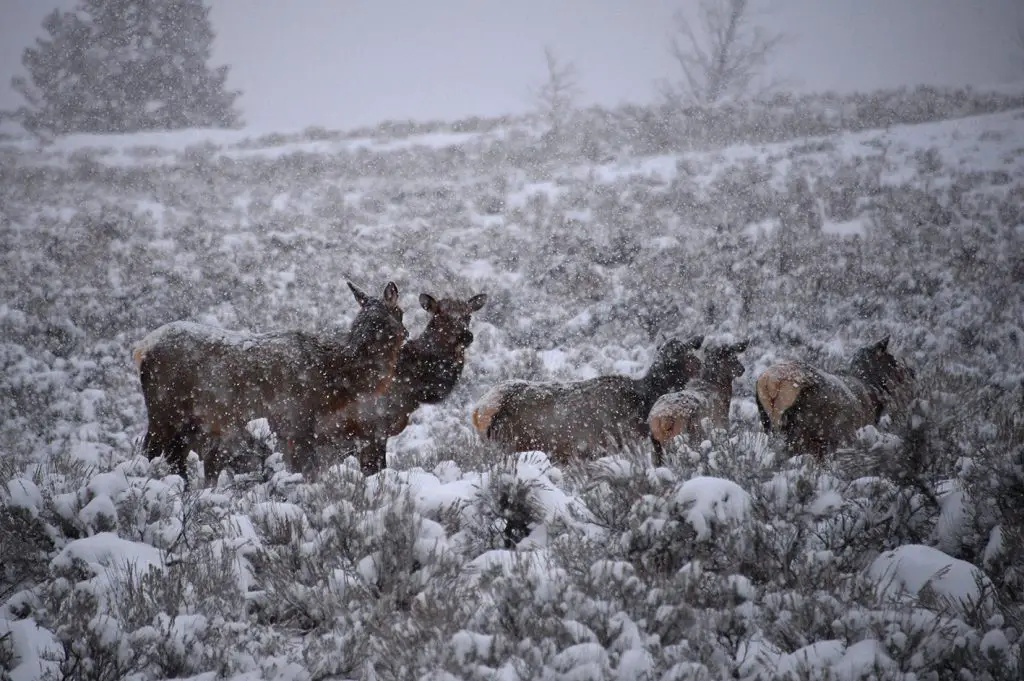 troupeau de cerfs dans le parc Yellowstone 