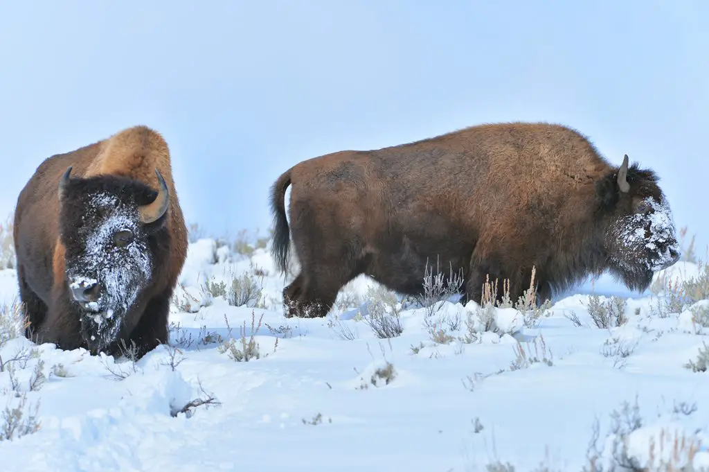 Bisons rencontrés durant mon voyage aux Etats-Unis