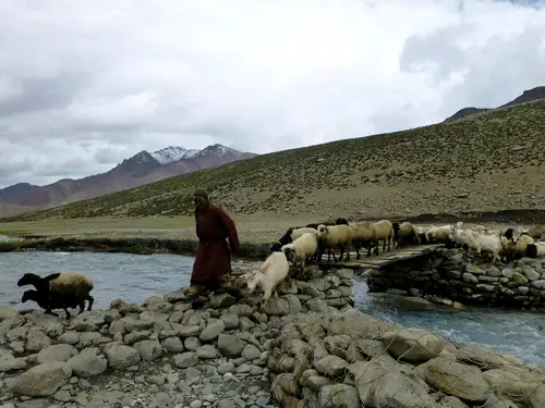 berger dans la vallée de la Marka dans le nord de l'inde