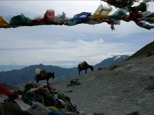 chevaux sur le col de "Ganda la" en Inde à 4980m