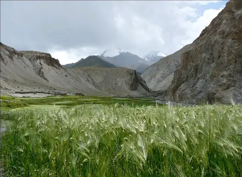 montagne et champs dans la vallée de la Marka dans le ladakh