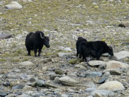 troupeau de Yak, près du camp de Nimaling à 4700m, dans le nord de l'Inde