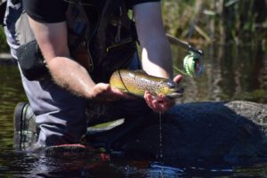 Truite Fario de la rivière de l'Alsteran en Suede Truite Fario de la rivière de l'Alsteran en Suede