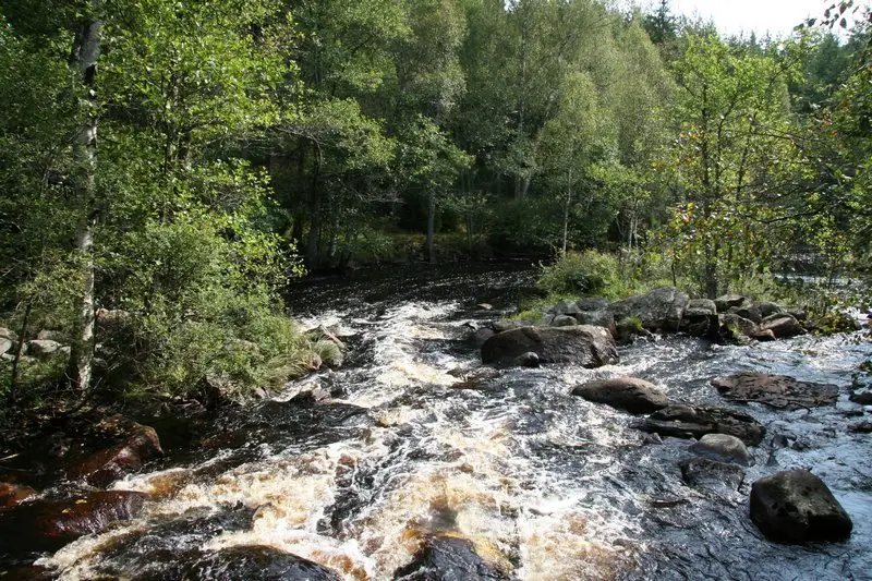 pêche à la mouche sur l' Alsterån en suède pêche à la mouche sur l