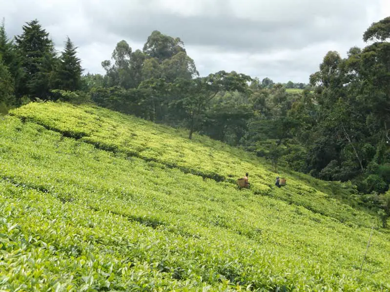 Champs de thé en Tanzanie