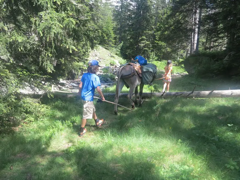 Marche sous arbre durant notre Randonnée âne dans le Mercantour