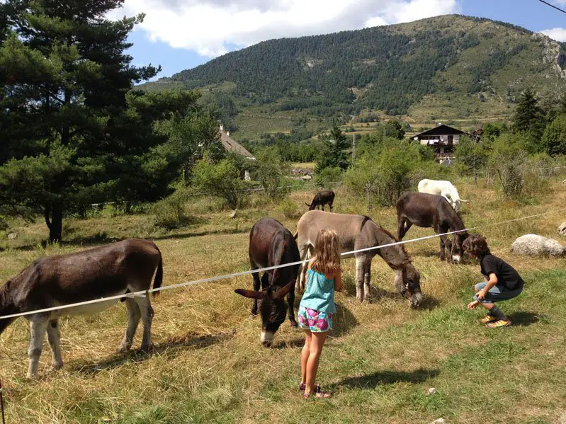 Rencontre avec Picotin pour notre Randonnée âne dans le Mercantour Rencontre avec Picotin pour notre Randonnée âne dans le Mercantour