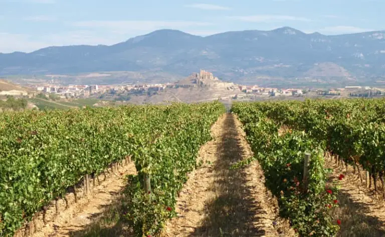 vignobles et bodegas du chili