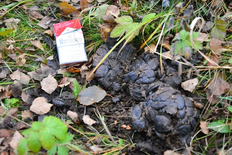 Crotte d’ours à l’échelle Marlboro trek en Laponie