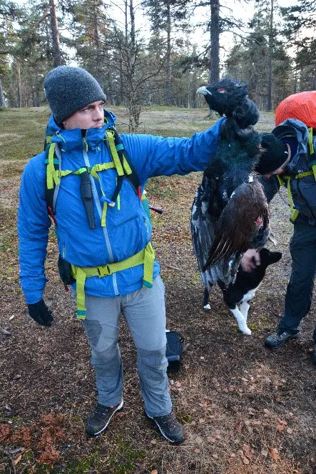 Le grand tétras de notre ami chasseur trek en Laponie