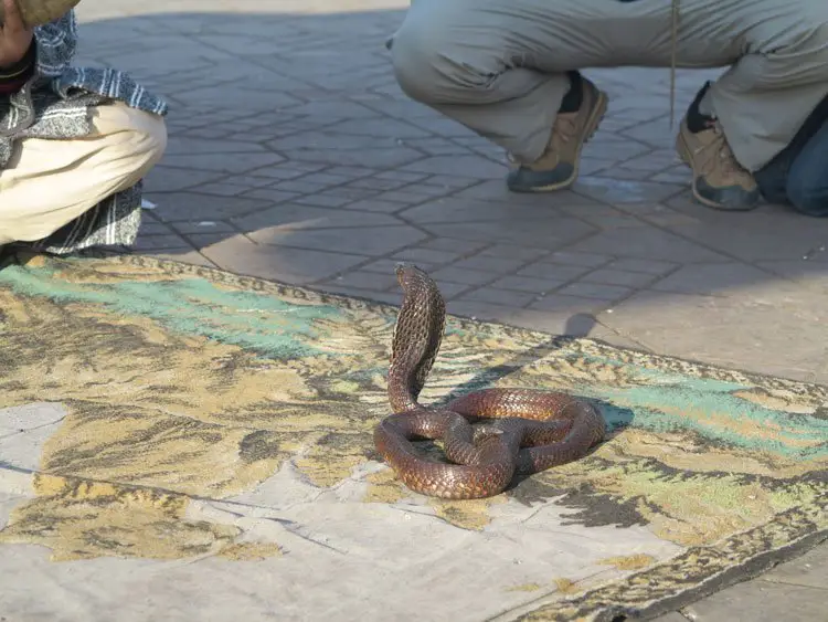 Charmeur de serpent sur la place Djema El Fna a Marrakech au Maroc