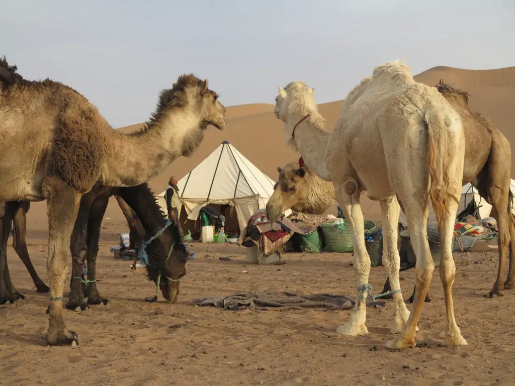 Dromadaires au campement dans le désert marocain