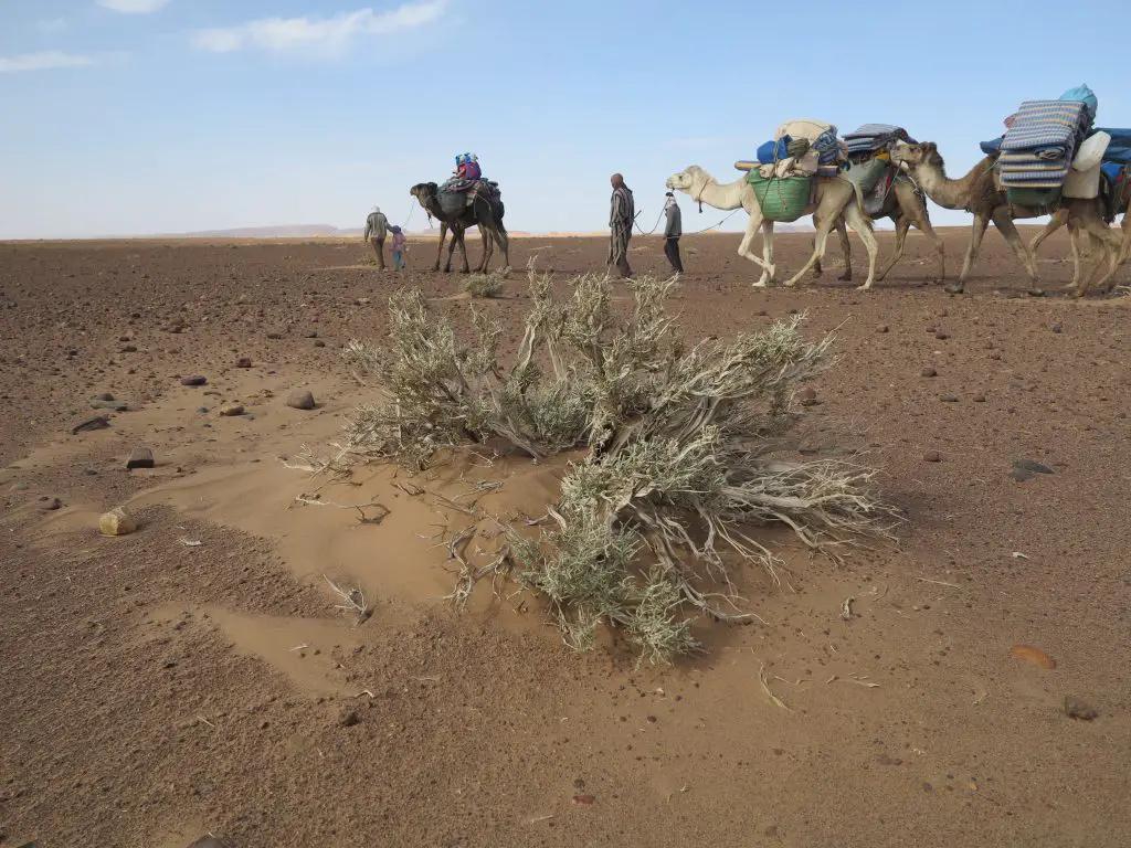 caravane de dromadaire dans le désert marocain