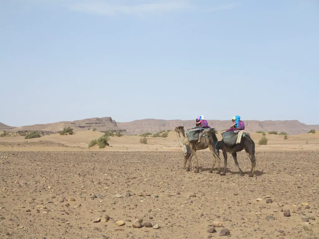 randonnée dans le ddésert marocain avec enfants à dos de dromadaire