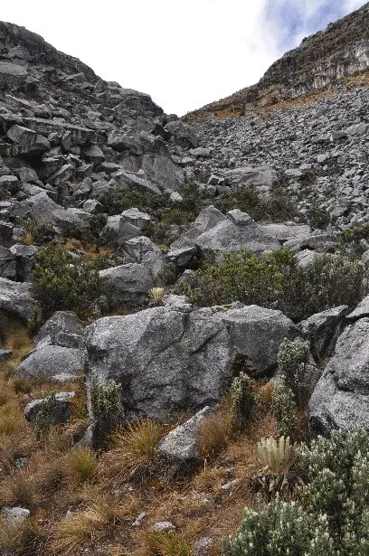 Des frailejones, du brouillard mais surtout beaucoup de pierres lors de cette descente quand même bien amusante.