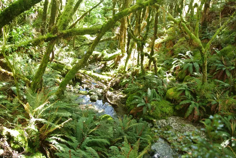Ambiance forestière en Nouvelle Zélande