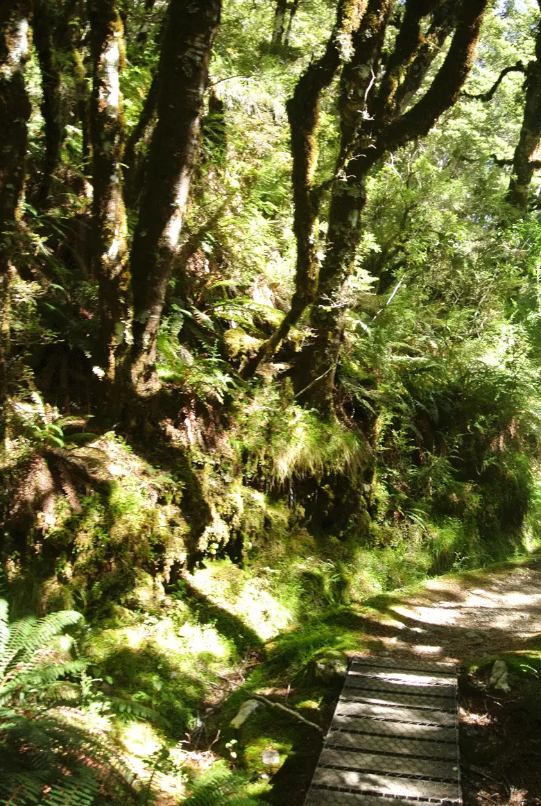Sentier de randonnée lors de notre voyage en Nouvelle Zélande