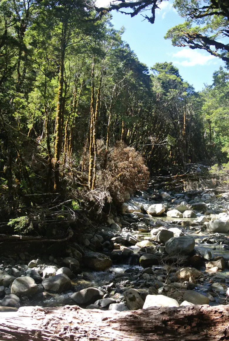 Paysage de forêt en Nouvelle Zélande