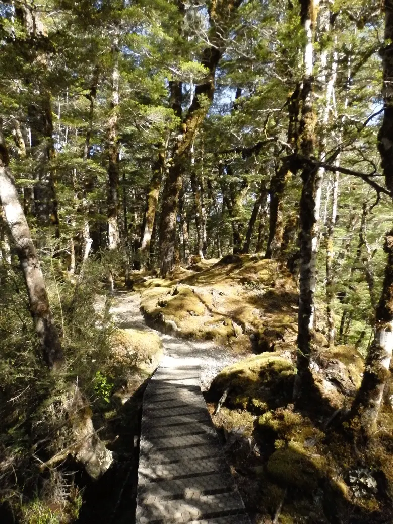 Sentier entre Iris Hut et Moturau Hut en Nouvelle Zélande