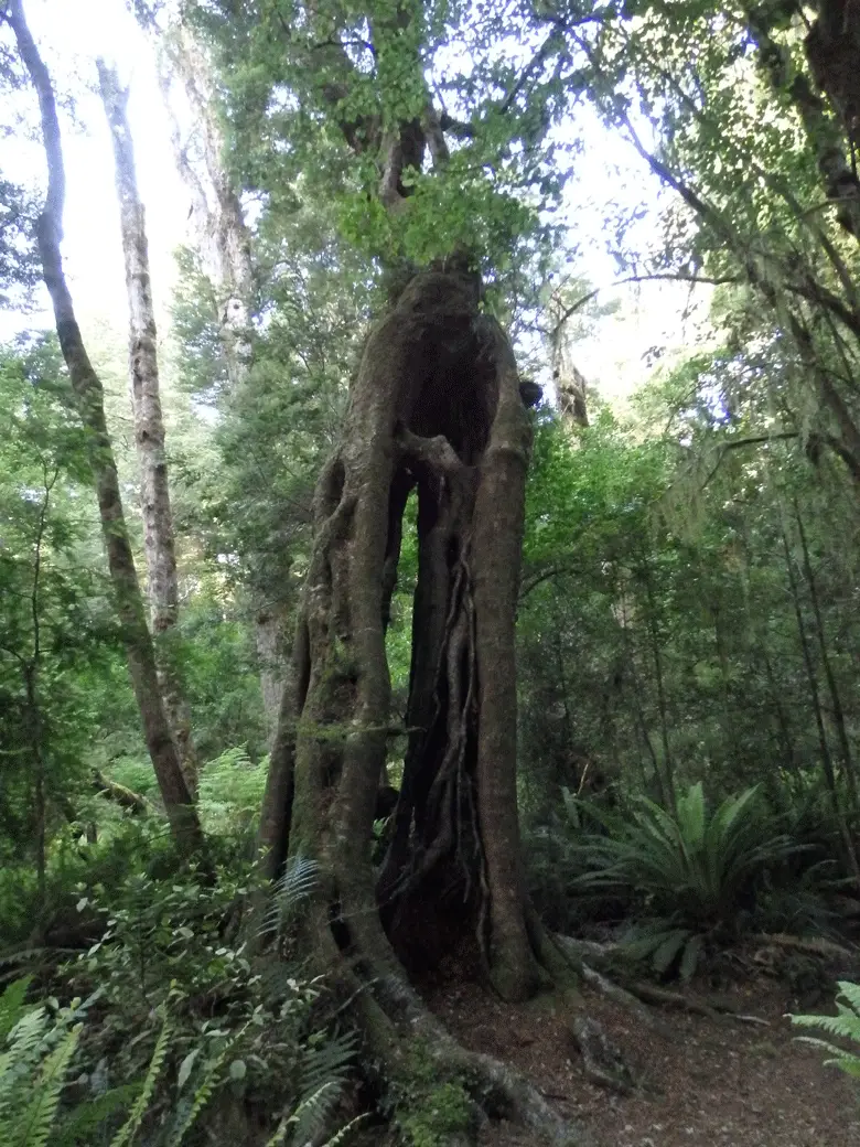 Arbre sur notre chemin entre Iris Hut et Moturau Hut en Nouvelle Zélande