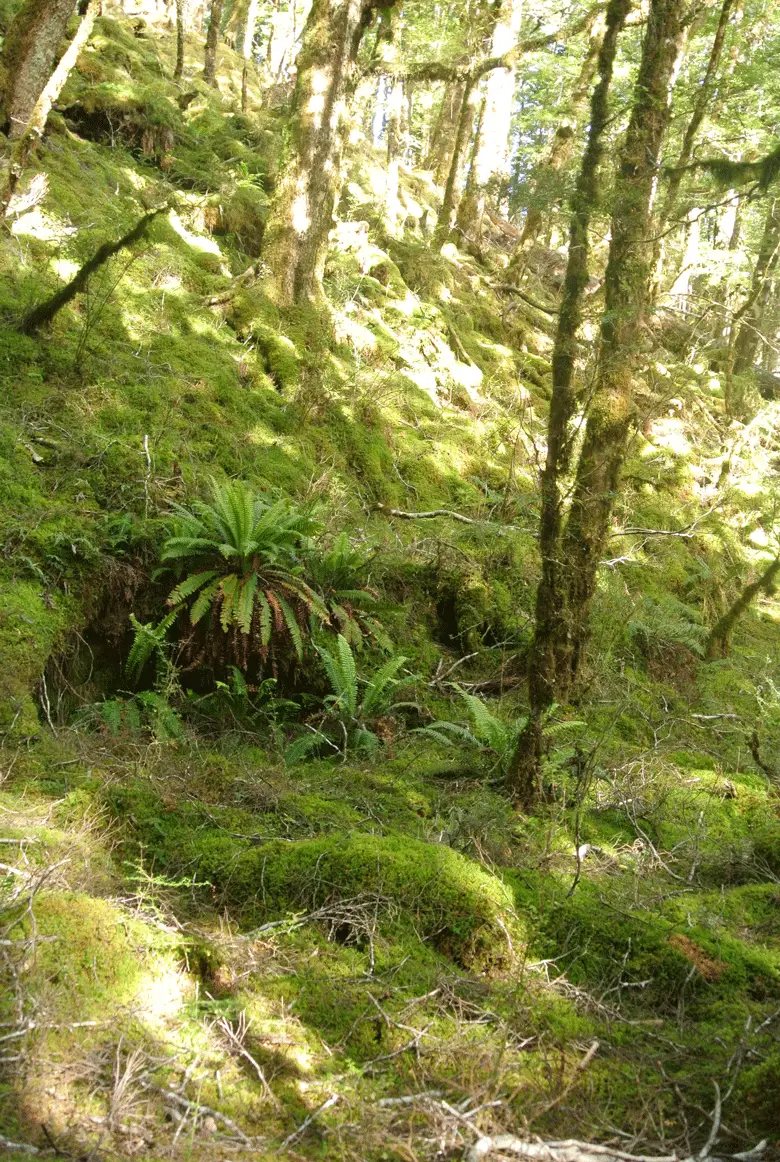 Forêt entre Iris Hut et Moturau Hut en Nouvelle Zélande