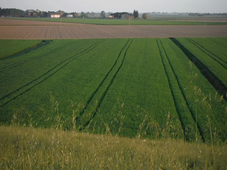    Les champs derrière la levée du Pô