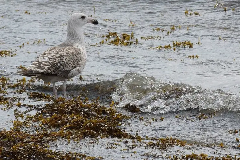 Jeune goéland en train de pêcher