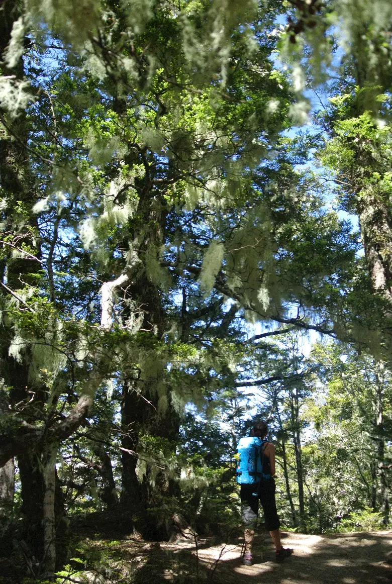 randonnée en foret sur le Kepler Track en Nouvelle-Zélande 