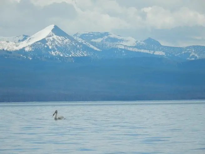 Cygne au lac de Yellowstone 