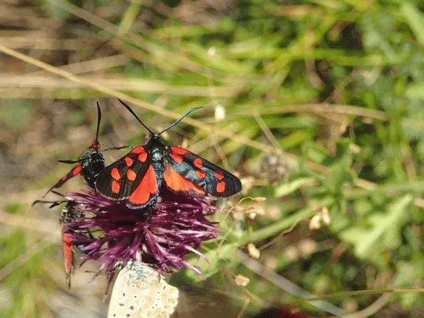 Rochefort-Jorasses-23---Papillons