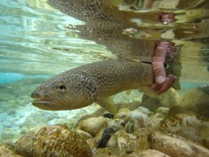 Truite Mamorata avec Franck Coudière guide pêche à la mouche