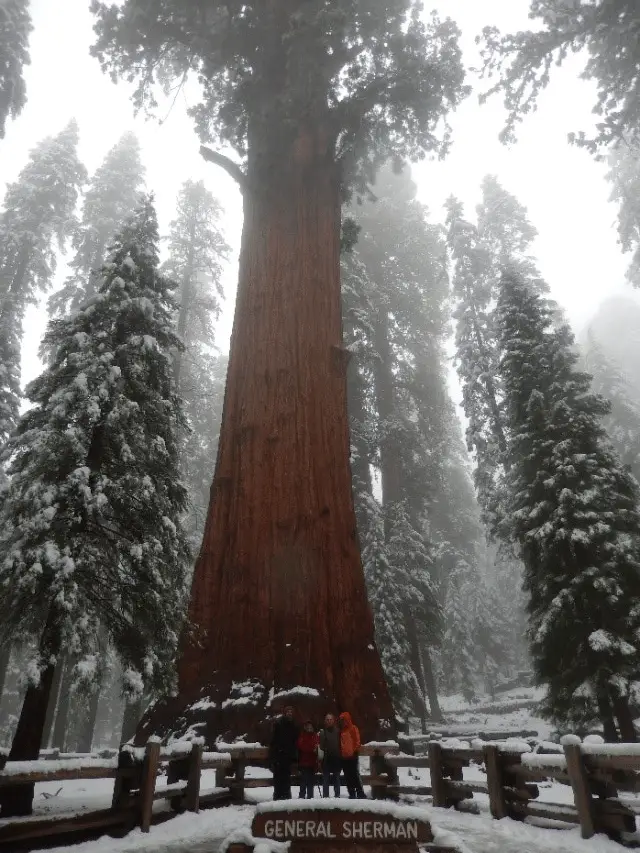 Devant le General Sherman, au tronc le plus imposant du monde, durant notre voyage dans les parcs nationaux américain et canadien