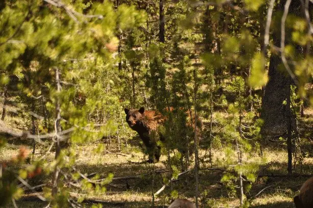 Rencontre avec les ours durant notre voyage dans les parcs nationaux américain et canadien